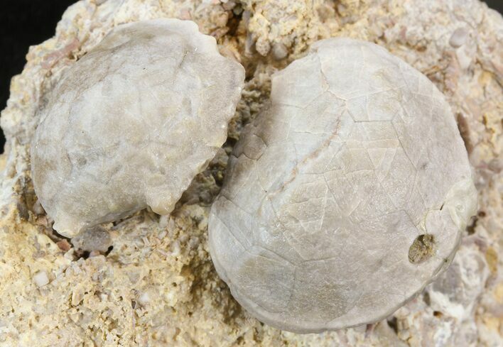 Fossil Paracrinoids (Platycystites) - Bromide Formation, Oklahoma #43796